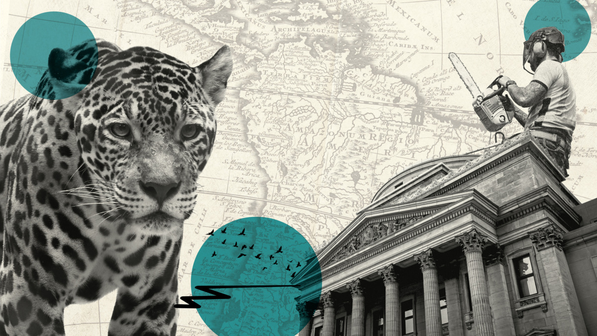 spi cover art Jaguar