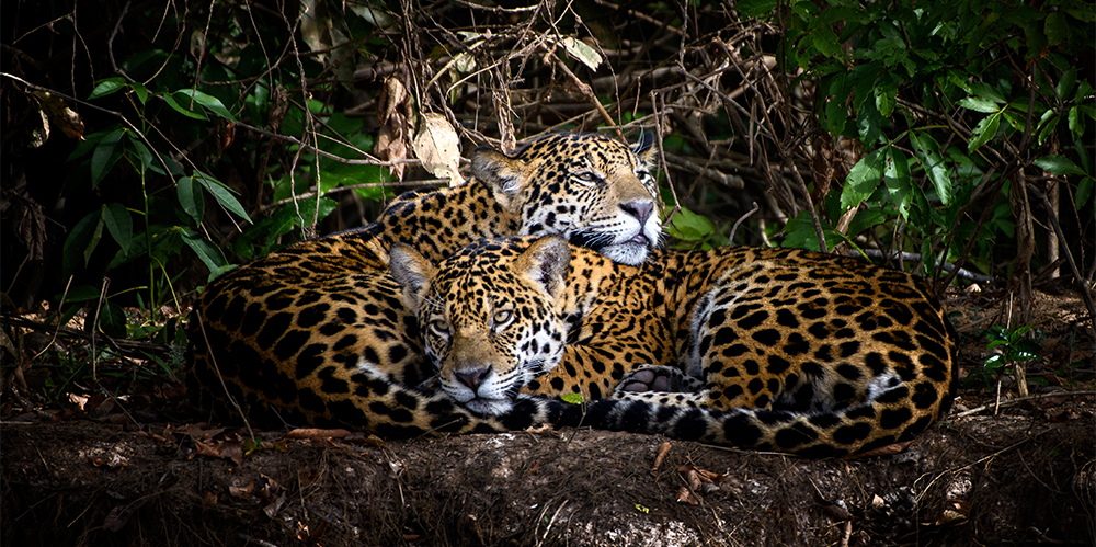 young jaguar sleeps together by the river, Pantanal Brazil