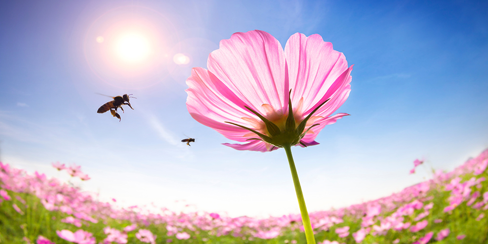 bee and pink daisies on the sunlight background