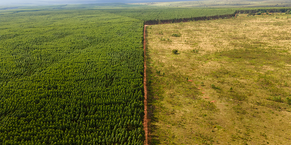 Deforestation in Brazil. Aerial View